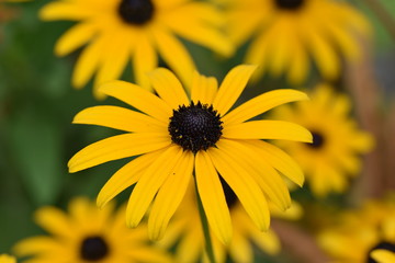 Rudbeckia macro yellow
