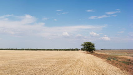 Fototapeta na wymiar wheat field and wood