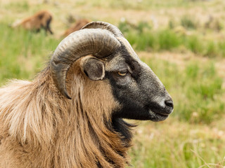 Big ram and sheep on a meadow