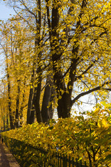 linden alley in historical park (Summer Garden) in St. Petersburg with colorful trees and sunlight
