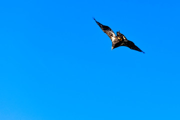 Young bald eagle (Haliaeetus leucocephalus) also known as white-headed or white-tailed eagle, sea eagle or American eagle