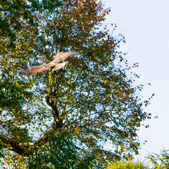 Young bald eagle (Haliaeetus leucocephalus) also known as white-headed or white-tailed eagle, sea eagle or American eagle