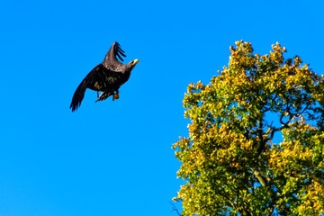Young bald eagle (Haliaeetus leucocephalus) also known as white-headed or white-tailed eagle, sea eagle or American eagle