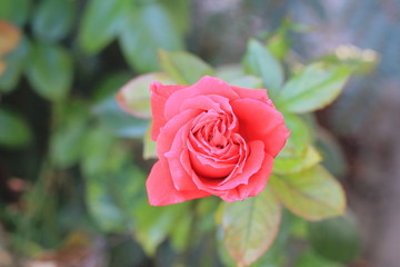 geheimnissvolle Rose