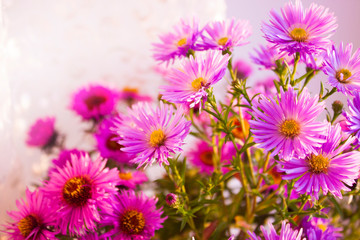 Aster perennis pink and purple. Solar flowers