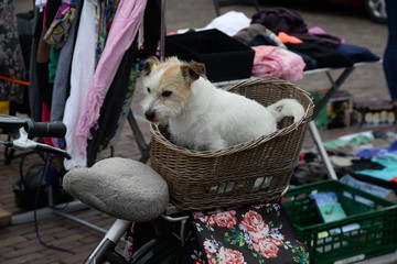 Hund in einem Fahrradkorb