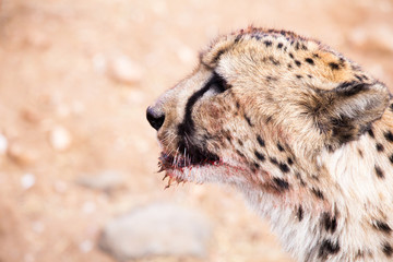 Wild  but not very hungry cheetah, Namibia, Africa