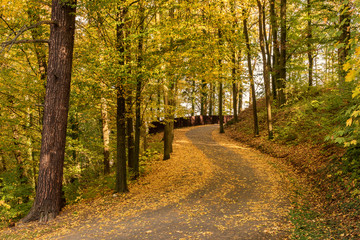 Fototapeta na wymiar Amazing golden autumn colors in the forest path track. Autumn Collection. Autumn forest scenery with warm light illumining the gold foliage and a footpath leading into the scene