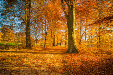 Goldener Herbst