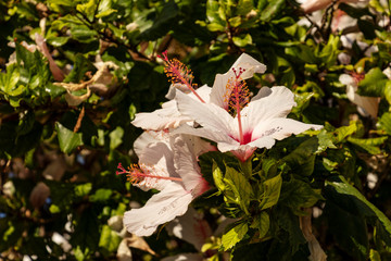 Hibiskusblumen © Annibell82