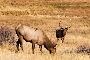 Willdlife in Rocky Mountain National Park