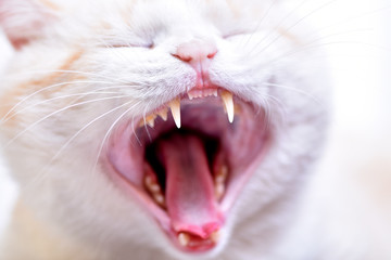 Portrait of a cat. Turkish van. Pets animals.