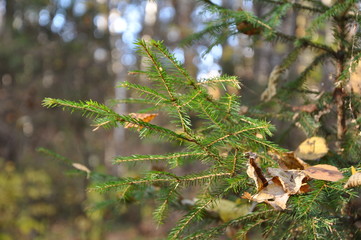 autumn forest. spruce branch with yellow leaves fallen from the tree