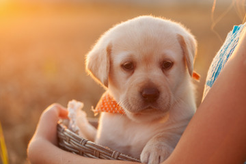 Cute young labrador puppy dog in a basket held by owner hands © Ilike