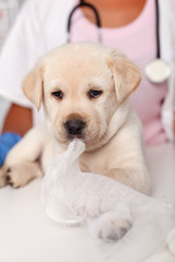 Cute labrador puppy dog portrait at the veterinary doctor office
