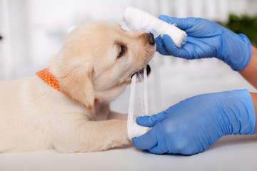 Cute labrador puppy dog playing with veterinary care professional