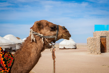 Camels (Camelus) in camp in Karakalpakstan desert, Khorezm Region, Uzbekistan.
