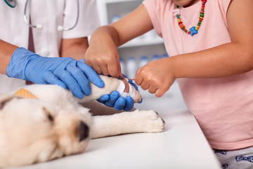 Young owner helping veterinary care professional bandaging small puppy dog paw