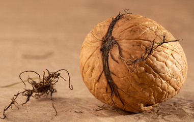 Walnut, in the shell, against the background of yellow paper, close-up