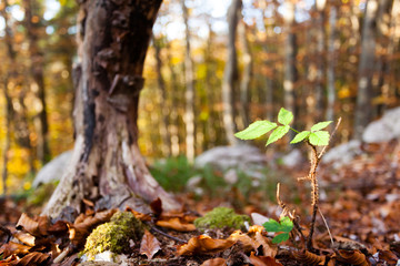 Wild plant leaf close up, autumn background.