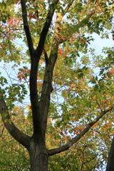 Tree branches, autumn, good feeling, optimism