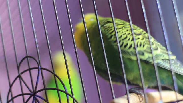 bird, animal, parrot, green, cartoon, nature, yellow, illustration, fish, isolated, blue, cute, pet, parakeet, white, budgie, budgerigar, beak, feather, toy, art