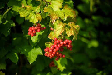 Red viburnum branch in the garden. Viburnum viburnum opulus berries and leaves outdoor in autumn fall. Bunch of red viburnum berries on a branch