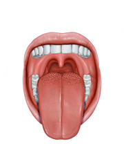 Human tongue anatomy © Andrea Danti