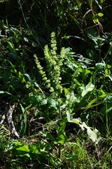 Rumex japonicus fruits / Polygonaceae weed