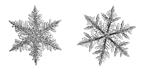 Two snowflakes isolated on white background. Illustration based on macro photo of real snow crystals: large, elegant stellar dendrites with hexagonal symmetry, complex shapes and thin, ornate arms.