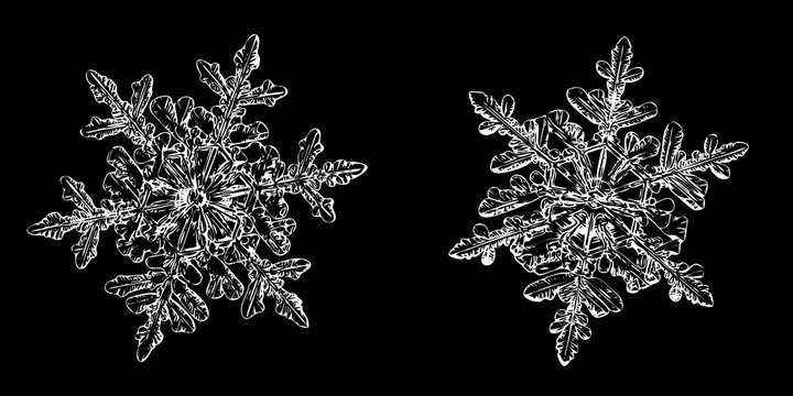 Two snowflakes isolated on black background. Illustration based on macro photo of real snow crystals: beautiful stellar dendrites with fine hexagonal symmetry, ornate shapes and thin, elegant arms.