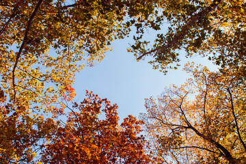 Colorful Autumn Frame