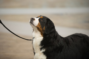 Focused Happy Dog
