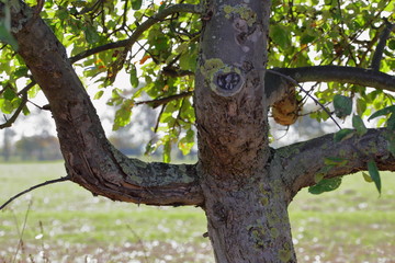 Tree in the shape of a man, burning one, humorous