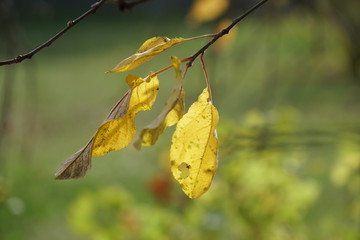 Autumn yellow leaves