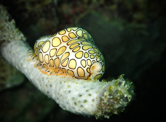Monnaie caraibe