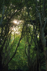Obraz na płótnie Canvas Sun shines through treetops, recreation