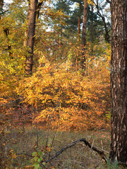 Obraz premium OLYMPUS DIGITAL CAMERA