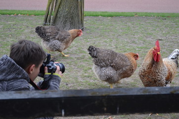 Chłopiec fotografuje kury © Ewa