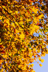 yellow autumn leaves hanging from tree