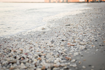 Seashells ocean beach sand