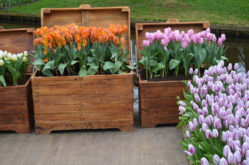 Kwitnące tulipany w ozdobnych drewnianych skrzyniach - obrazy, fototapety, plakaty