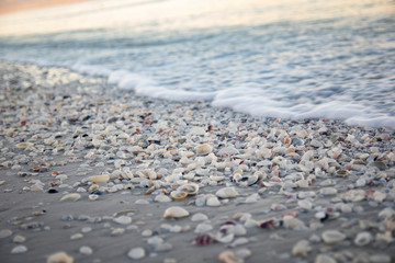 Seashells ocean beach sand