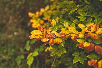 Naklejka na ściany i meble Colorful autumn leaves