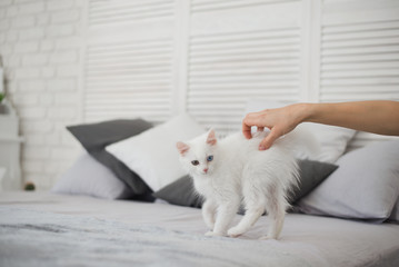 Cute playful white kitten with heterochromia (different eye color) posing in bedroom