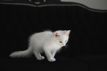 Cute white kitten with heterochromia (different eye color) on a black sofa