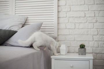 Cute playful white kitten with heterochromia (different eye color) posing in bedroom