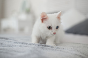 Cute playful white kitten with heterochromia (different eye color) posing in bedroom