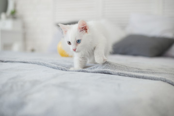 Fototapeta na wymiar Cute playful white kitten with heterochromia (different eye color) posing in bedroom