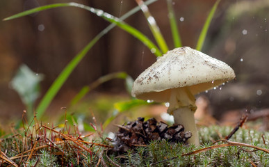 Amanita Phalloides fungus, poisonous subject in wild mountain close up on a rainy day